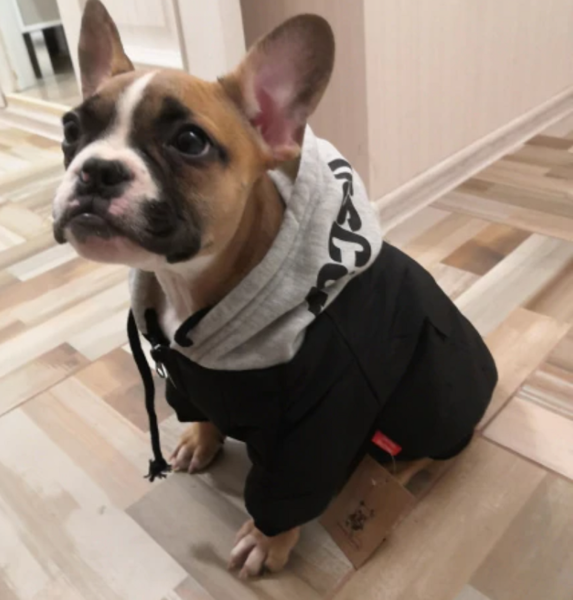 Zimní teplá bunda s kapucí pro psa5